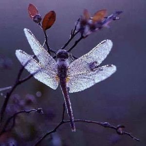 Meet your Posher, Tami